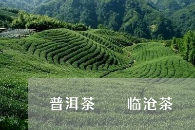 普洱茶  临沧茶/2023041234825